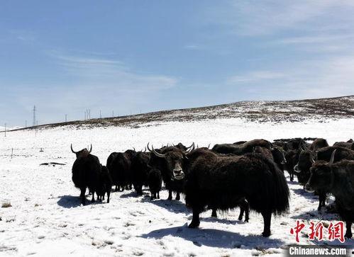 雪牦牛 2024,雪域高原的雪牦牛传奇